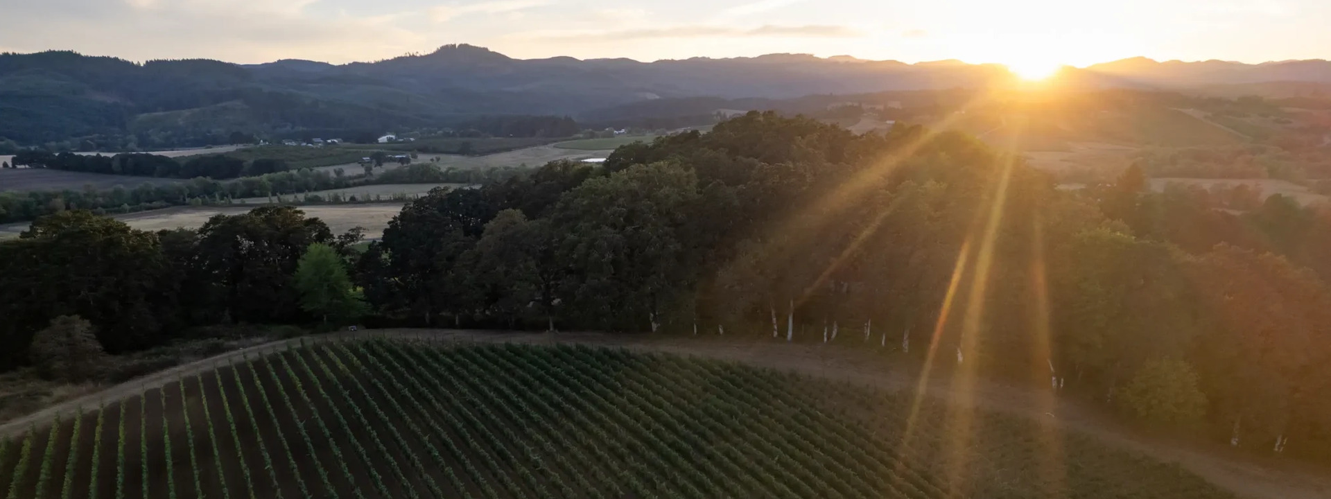 the McCollum Family Vineyard